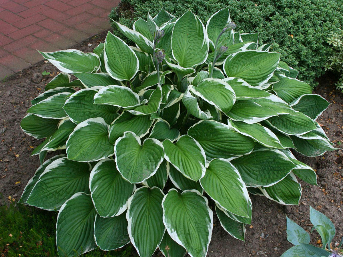 Hosta fortunei 'Carol'